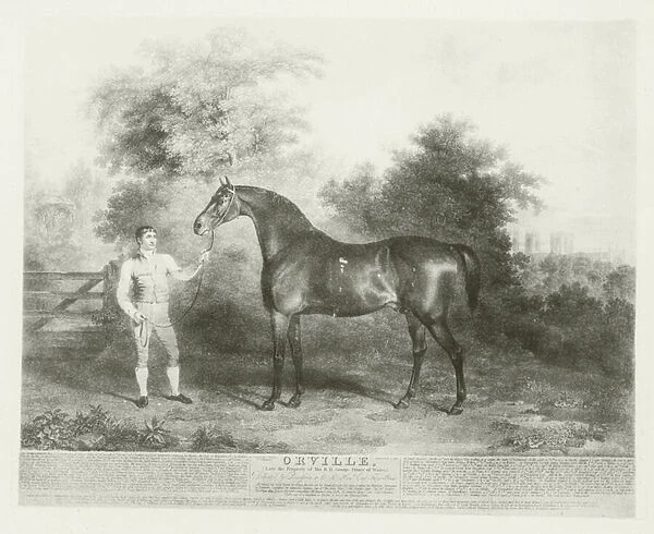 Orville, foaled 1799 (b  /  w photo)