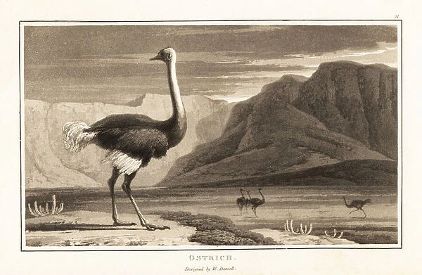 Ostrich, Struthio camelus, standing in a desert landscape, Afric 1807 (aquatint)