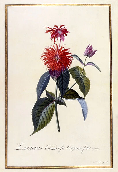 Oswego Tea Plant, c. 1740 (hand-coloured engraving)