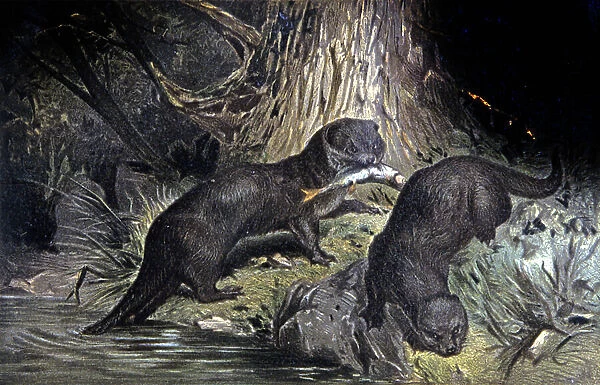 Otters, 1884 (illustration)