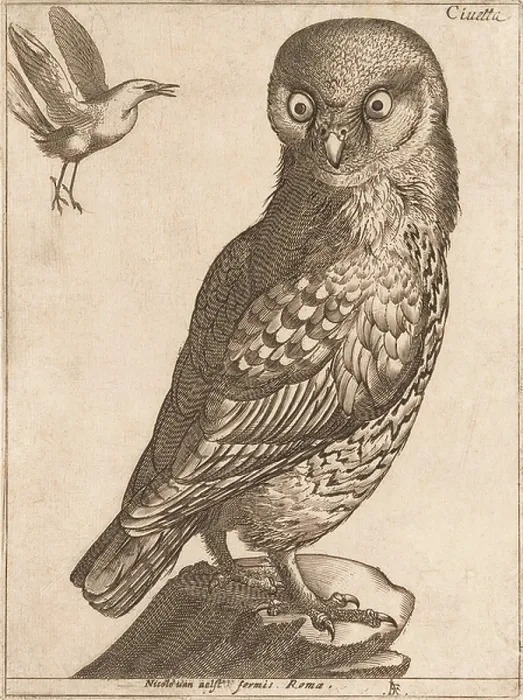 Framed Print : An Owl. KWE5322639 An Owl.; (add.info.: An Owl Framed Print : An Owl. KWE5322639 An Owl.; (add.info.: An Owl
