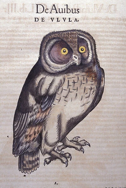 The Owl in Historia Animalium by Conrad Gesner (1516 - 1565), Tiguri, 1560. Bibl