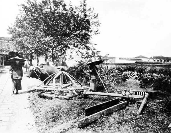 Ox-Driven Irrigation, China, c. 1870-80 (b  /  w photo)