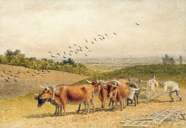 Oxen Ploughing a Downland Field (w  /  c on paper)