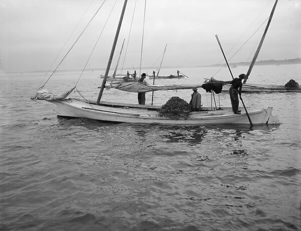 Oyster dredging. c. 1890-1910 (b  /  w photo)