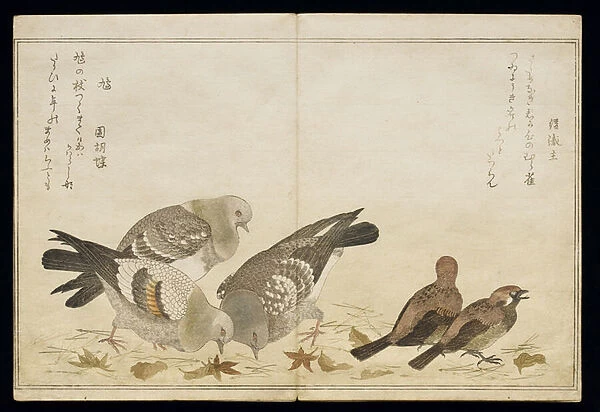 P. 332-1946 Vol. 2 f. 5 Three Pigeons and two Finches, from an album