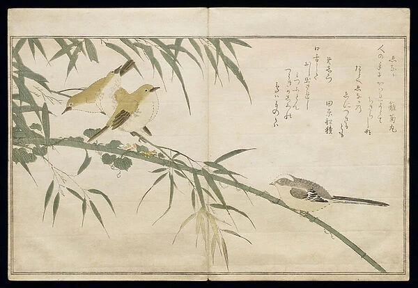 P. 332-1946 Vol. 2 f. 6 Long-tailed Tit and three White Eyes