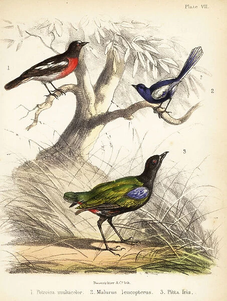 Pacific robin, white-winged fairywren and rainbow pitta. 1855 (lithograph)