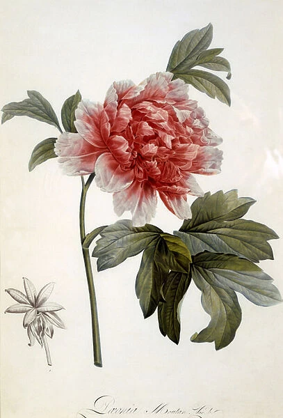 Paeonia Moutan, published 1799 (colour stipple engraving)