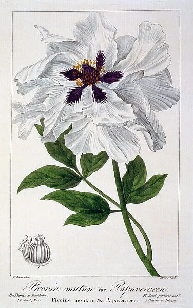 Paeonia suffruticosa, 1836 (hand-coloured engraving)