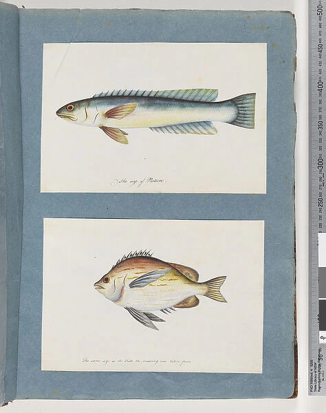 Page 11. Unidentified fish. 12. Unidentified fish (w  /  c on paper)