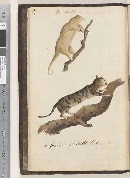 Page 14. The Sloth;a Species of Wild Cat, 1810-17 (w  /  c & manuscript text)