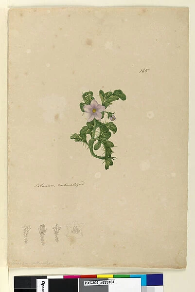 Page 165. Solanum naturalized, c. 1803-06 (w  /  c, pen, ink and pencil)