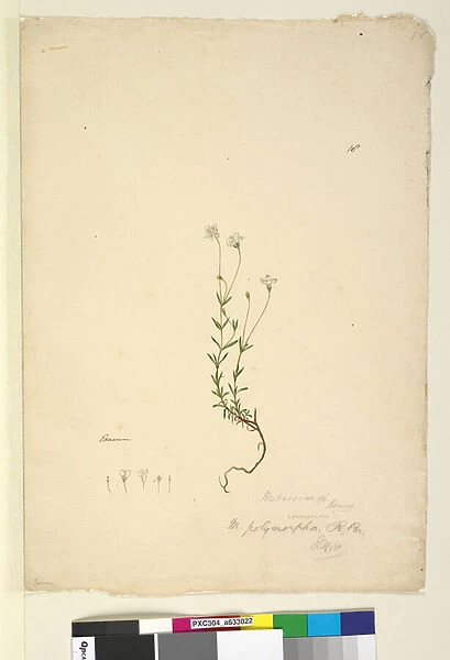 Page 18. Mitrasacme polymorpha, c. 1803-06 (w  /  c, pen, ink and pencil)