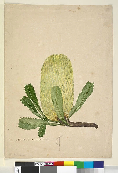 Page 19. Banksia serrata, c. 1803-06 (w  /  c, pen, ink and pencil)