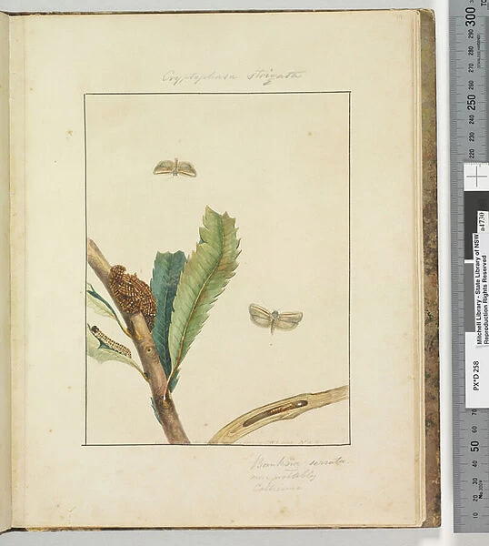 Page 19. Plate 5 Cryptophasa Strigata, 1803-04 (hand-coloured etching)