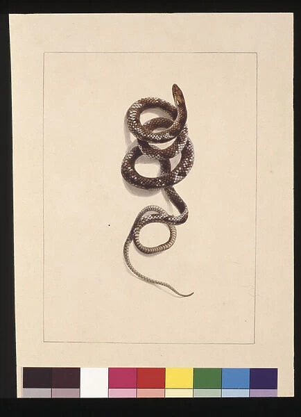 Page 20. Snake No. 1. Now known as a Brown Snake, c. 1789-90 (w  /  c)