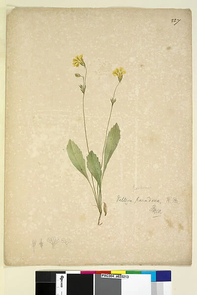 Page 227. Velleia paradoxa, c. 1803-06 (w  /  c, pen, ink and pencil)