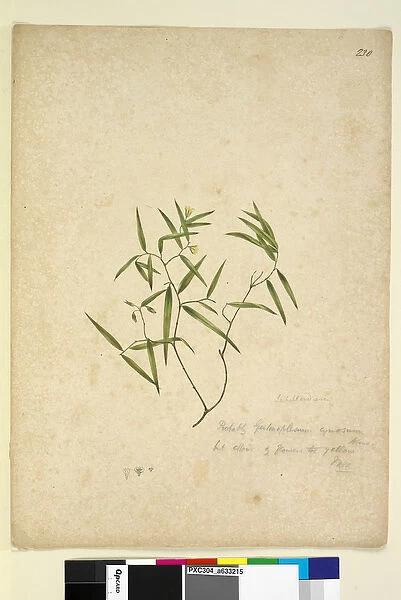 Page 230. Geitonoplesium cymosum, c. 1803-06 (w  /  c, pen, ink and pencil)