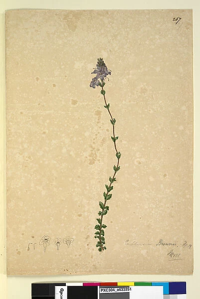 Page 267. Euphrasia brownii, c. 1803-06 (w  /  c, pen, ink and pencil)