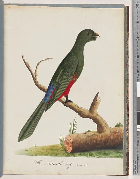 Page 43. King Parrot (female). Scarlet & Green (Watling 136  /  51) (w  /  c on paper)