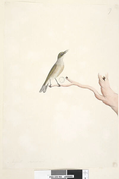 Page 66. August. Natural size Grey, Backed Silvereye Zosterops lateralis, 1791-92 (w  /  c)
