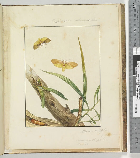 Page 7. Pl. 2 Cryptophasa Rebescens Lew, 1803-04 (hand-coloured etching)