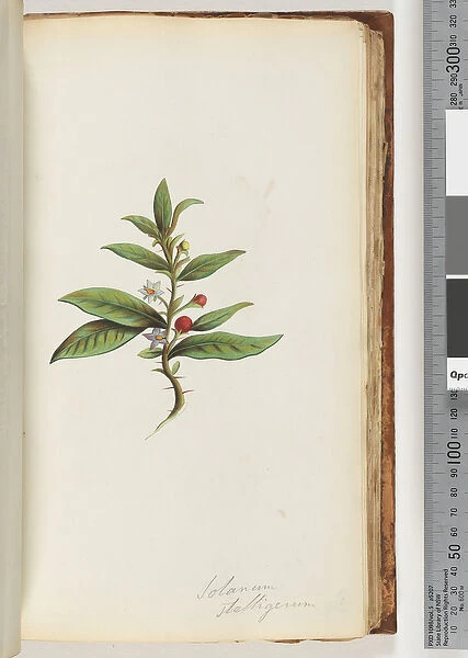 Page 78a. Solanum stelligeruma  /  Star Nightshade (w  /  c)