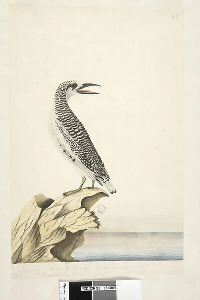 Page 99. Phaeton. in different hand A young Tropic Bird 1  /  2 of the natural size Red