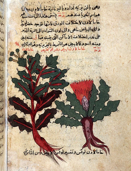 Page from a medical herbarium (manuscript, 1582)