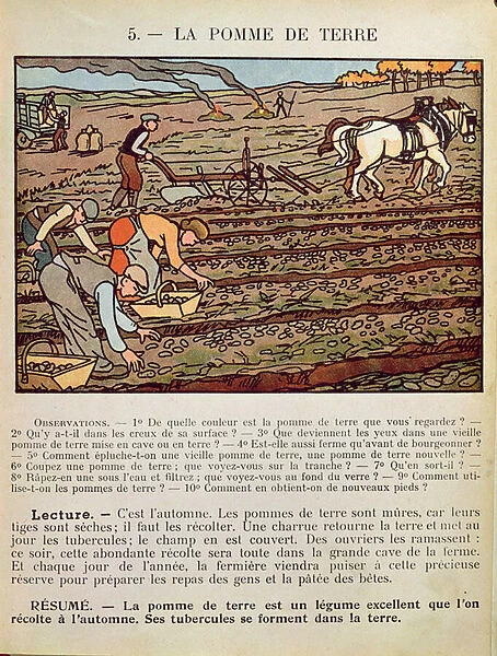 Page from a school textbook illustrating the Cultivation of the Potato, c