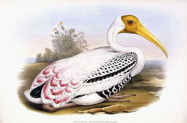 Painted Stork (Tantalus Leucocephalus), 1862-1873 (hand-coloured lithograph)