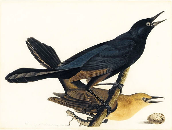 A Pair of Boat-Tailed Grackles (w  /  c, ink, pencil and pastel on paper)
