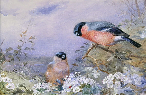 A Pair of Bullfinches Amongst the Blossom, 1909 (w / c and bodycolour on paper)