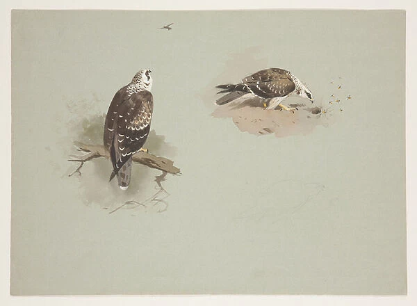 Pale honey buzzard, c. 1915 (w  /  c & bodycolour over pencil on paper)