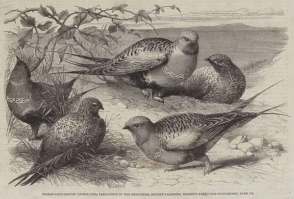 Pallas Sand-Grouse (Syrrhaptes paradoxus) in the Zoological Societys Gardens, Regents Park (engraving)