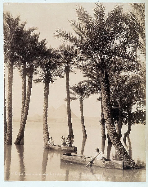 A palm grove at the foot of the pyramids of Egypt - photograph by the Zangali brothers