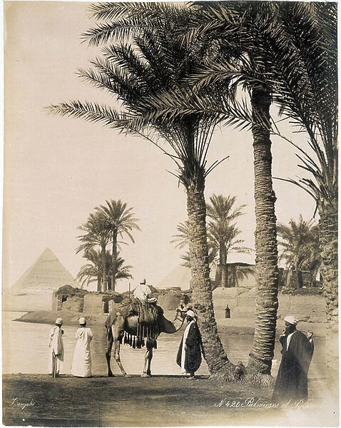 Palm grove at the foot of the pyramids of Egypt - photograph of the Zangali Brothers