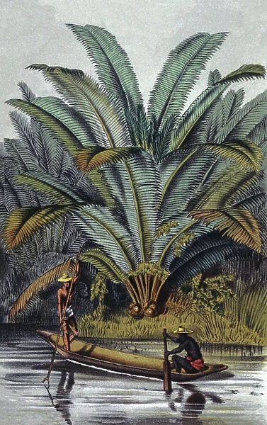Palm tree, 19th century (illustration)