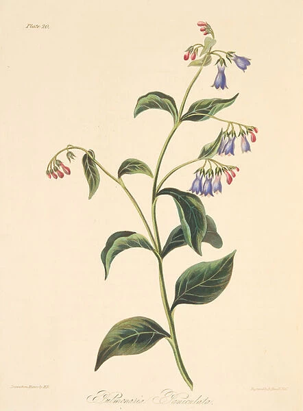Panicled Lungwort, from Floral Illustrations of the Seasons, pub