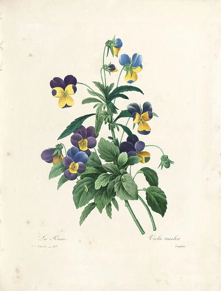 Pansy, engraved by Langlois, from Choix des Plus Belles Fleurs et des Plus Beaux