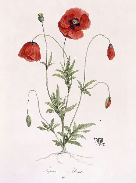 Papaver Rhoeas (Common Poppy), 1811-1818 (hand-coloured lithograph)