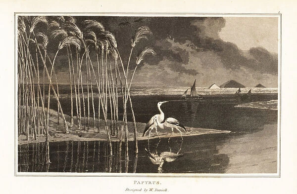 Papyrus grass growing on the edge of the Nile river. 1807 (aquatint)