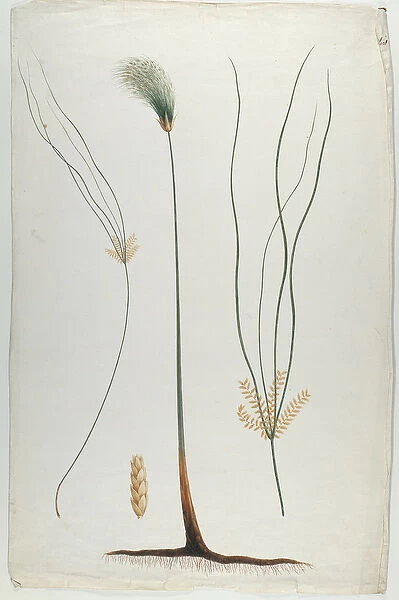 Papyrus (Plant and Root Detail), after James Abyssinian Bruce (1730-94) (w  /  c over