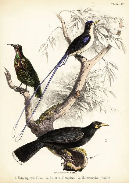 Paradise kingfisher, Victorias riflebird and extinct huia. 1855 (lithograph)