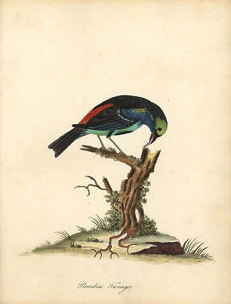 Paradise tanager, Tangara chilensis. (Tanagra tatao) Handcoloured copperplate engraving of an illustration by William Hayes from Portraits of Rare and Curious Birds from the Menagery of Osterly Park (London: Bulmer, 1794)