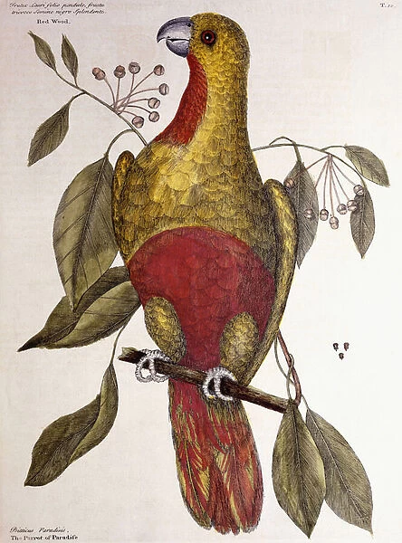 The Parrot of Paradise, 1771 (hand-coloured engraving)