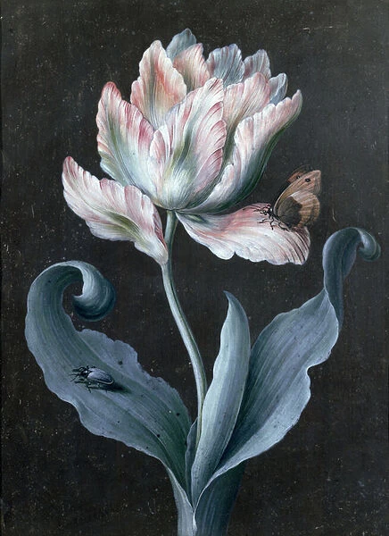 Parrot Tulip with Butterfly and Beetle (gouache)