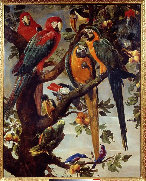 Parrots and other birds Painting by Frans Snyders (1579-1657) 17th century Sun