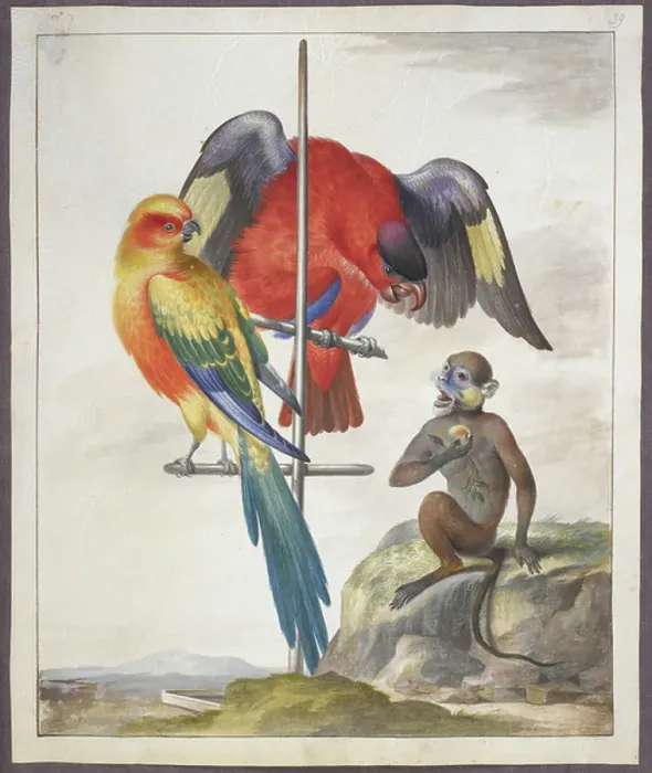 Framed Print : Two parrots and a monkey Framed Print : Two parrots and a monkey